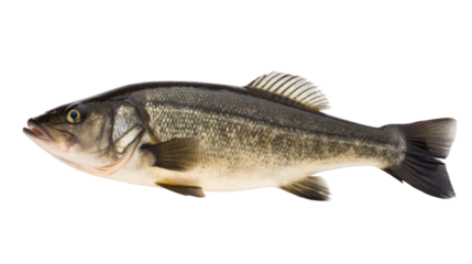 big sea bass isolated on transparent background,transparency 