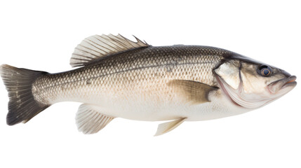 big sea bass isolated on transparent background,transparency 