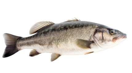 big sea bass isolated on transparent background,transparency 