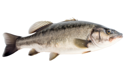 big sea bass isolated on transparent background,transparency 