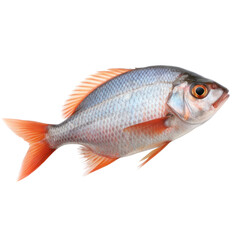 Sea fish isolated on transparent background 