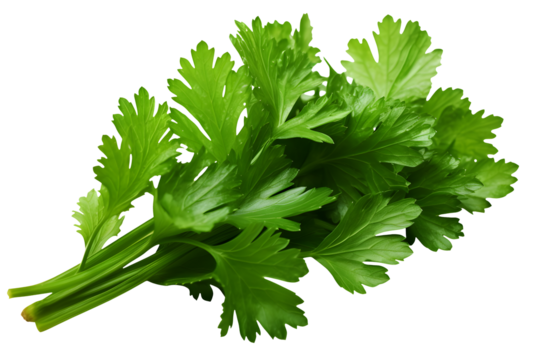 bunch of coriander leaves, isolated over a transparent background, cooking, food or diet design elements, cut-out PNG