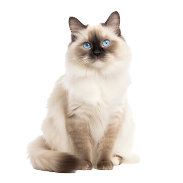 birman cat isolated on transparent background,transparency 