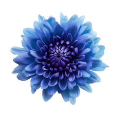 Blue flower blossom isolated on transparent background,Transparency 