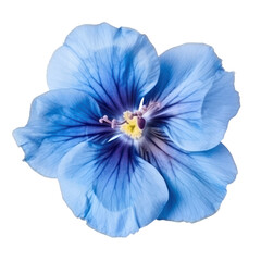 Blue flower blossom isolated on transparent background,Transparency 