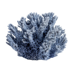 Blue reef coral isolated on white background,Transparency 