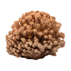 Brown coral isolated on transparent background,Transparency 