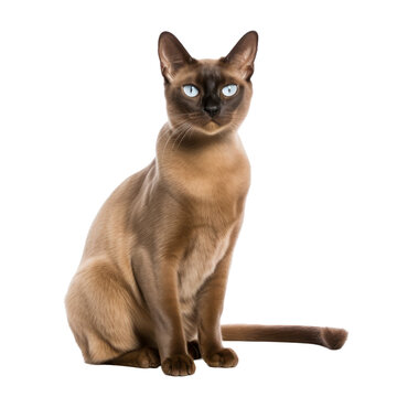 burmese cat,cat isolated on transparent background,transparency 