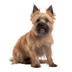 Cairn Terrier dog,Small dog breed isolated on transparent background,Transparency 