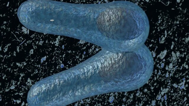 Magnification view of cell division and scattered Clostridium botulinum under microscope 3d rendering