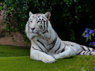 white bengal tiger