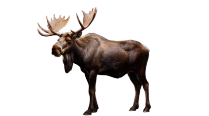 Moose Deer Standing. Isolated on Transparent background.
