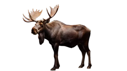 Fototapete Elchbulle Moose Deer Standing. Isolated on Transparent background.