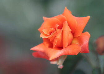 blooming orange rose