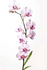 A sprig of orchid with pink and white flowers isolated on a white background. The vertical frame. Potted plant. indoor flower plants.