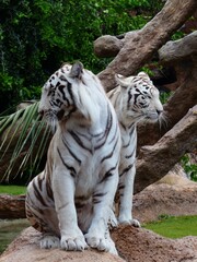 white tiger in the zoo