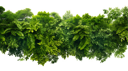 Rainforest Canopy Top View Isolated on Transparent or White Background, PNG - obrazy, fototapety, plakaty