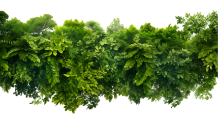 Rainforest Canopy Top View Isolated on Transparent or White Background, PNG