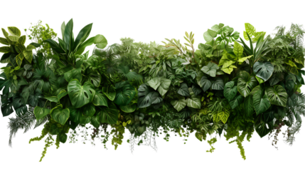 Rainforest Canopy Top View Isolated on Transparent or White Background, PNG