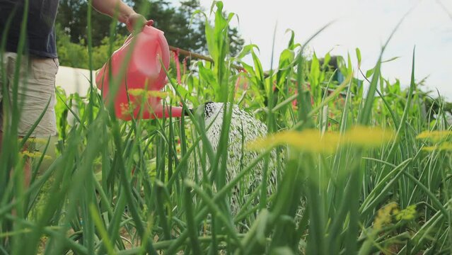 Watering the feathers of green onions in the garden with ammonium nitrate for better growth and greenness of the onions. Slow motion