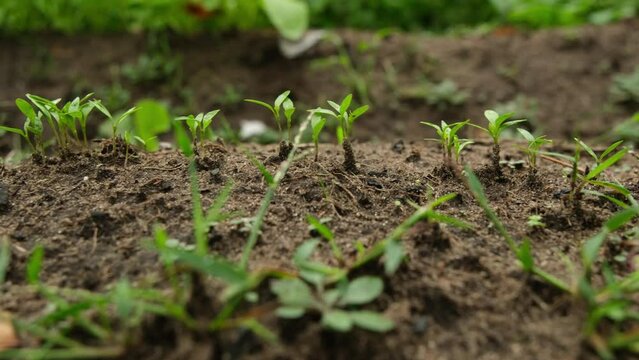 Close up of germinated cilantro herb growing in sandy soil in organic garden while moving camera sideway right to left.