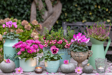 Garten-Arrangement mit pink Herbstblumen in vintage Gefäßen und Kürbissen