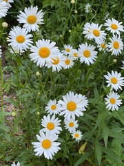 Closeup of daisies and blossoms in outdoor natural park with white petals making beautiful flora plants © Voyage View Media