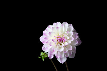Beautiful fresh dahlia bloom flower isolated on black background.