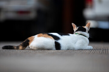Cute cat lying on the floor in the park. Selective focus