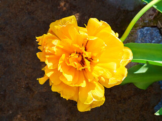 yellow Double Early tulip close-up in a green flower bed on a beautiful sunny spring day. background for designers, artists, computer desktop