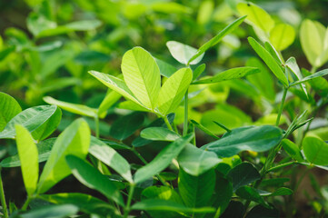 Peanut plants in growth at field