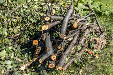 Small pile of felled and sawn branches of a tree