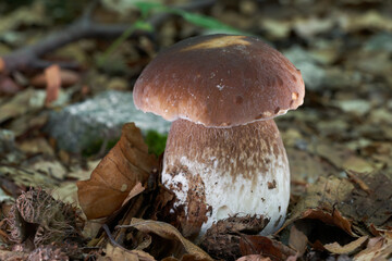 Edible mushroom Boletus edulis in the leaves. Known as Penny Bun or Cep. Wild mushroom in the beech forest.