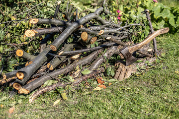 Small pile of felled and sawn branches of a tree