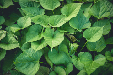 Green sweet potato leaves in growth at garden