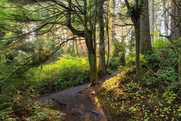 Vibrant Green Trees in the Rainforest on the Pacific West Coast. Sunny Fall Season. Vancouver Island