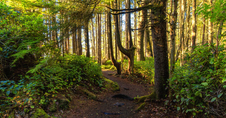Obraz premium Vibrant Green Trees in the Rainforest on the Pacific West Coast. Sunny Fall Season. Vancouver Island