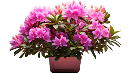 Rhododendron with Vibrant Blooms in Square Pot Isolated on Transparent or White Background, PNG