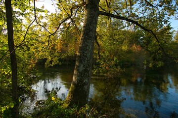 Rheinauen nahe Rhinau im Elsass