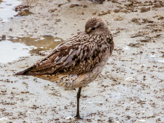 Bar-tailed Godwit in Queensland Australia