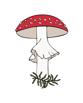 recommend clip art: Fly agaric hand drawn color sketch, mushroom poisoning. Linear contour illustration. Isolated, on white background.