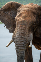 African elephants in the wild