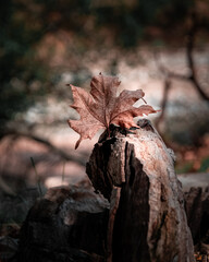 Autumn, the best time for beautiful photography, nice colours and atmosphere 