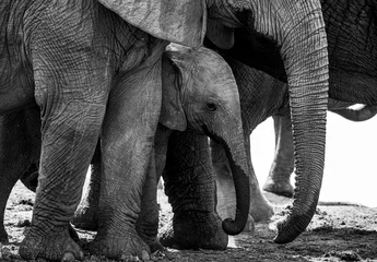 Foto op Canvas African elephants in the wild © Colin Stephenson