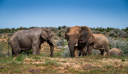 Fototapeta na wymiar African elephants in the wild