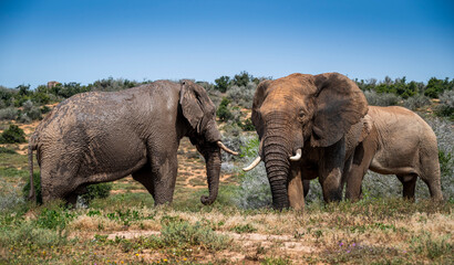 Naklejka na ściany i meble African elephants in the wild