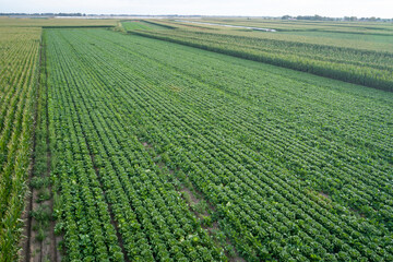 Aerial view of the vegetable field in northern china