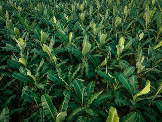 Aerial view of banana trees growing at field