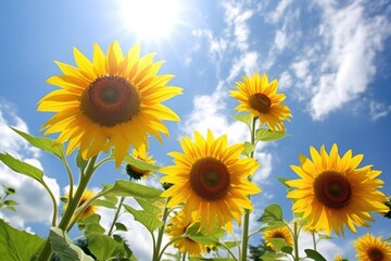 low-angle view of towering sunflowers against the sky