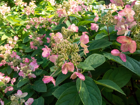 Panicle Hydrangea (Hydrangea paniculata) 'Bombshell' flowering with rosy pink flowers in late autumn